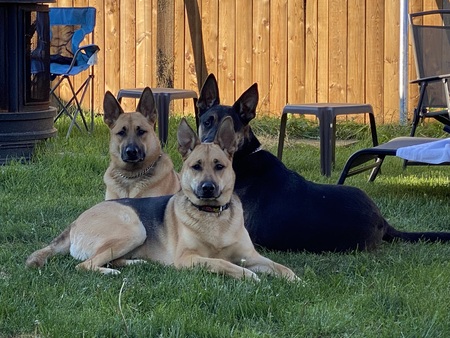 Daisy, Sam, Guinness