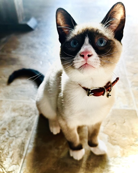 Kringle
