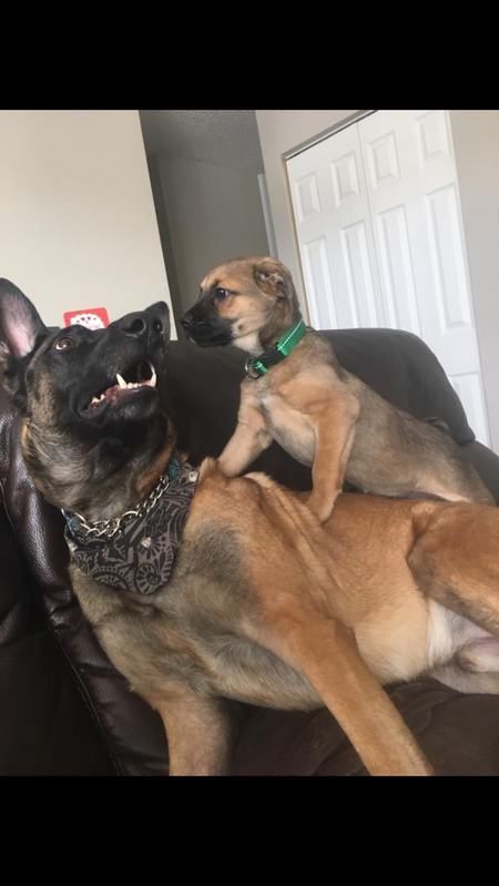 Bravo and Loki