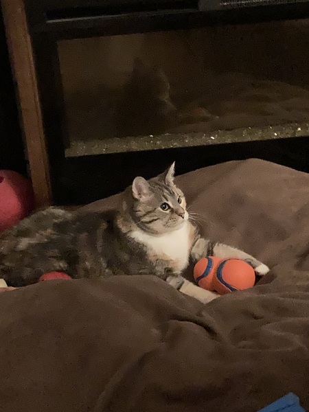 Timbit(Timmie)