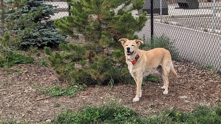 Mr.GeorgeTheDog