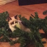 Entry image for Rachelle.      Missy