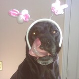 Entry image for lorrie harley