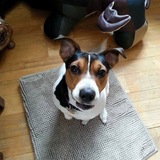 Entry image for Patsy  -  Sass