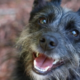 Entry image for Heather & Peanut (not a Cat!)