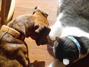 Entry image for Denise-Batty and Zeus. Clicking this image will show a larger photo