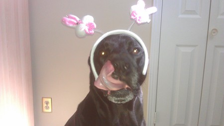 Entry image for lorrie harley. Clicking this image will show a larger photo