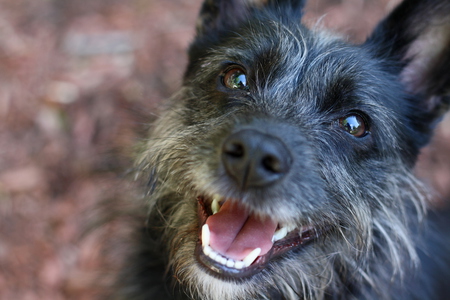 Entry image for Heather & Peanut (not a Cat!). Clicking this image will show a larger photo