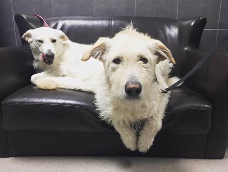 Red Deer & District SPCA - Britz & Burke