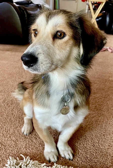 Yogi