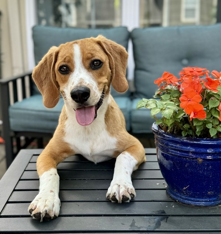 Archie