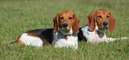 Charlie & Henry