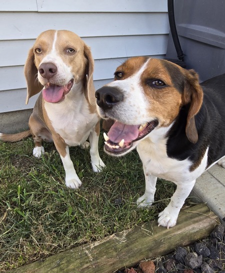 Charlie the Beagle Boy