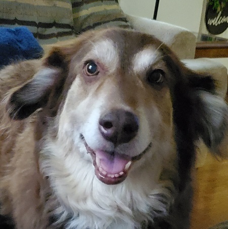 Elvis