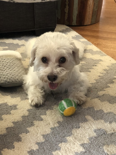 Phoebe