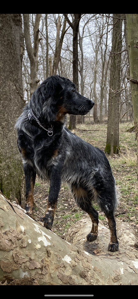 Tripp