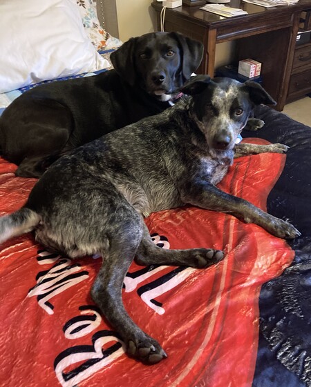 Milo and Kona