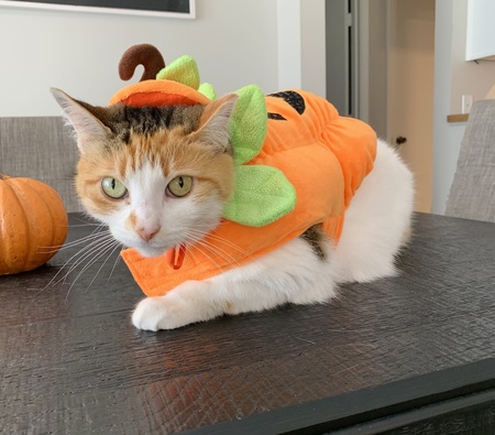 Nala