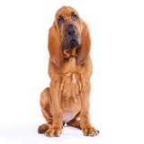 Entry image for Liberty