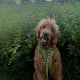 Entry image for Winston