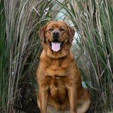 Entry image for Peaches 