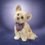 Entry image for Kovu