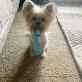 Entry image for Marco 