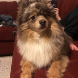 Entry image for Nugget