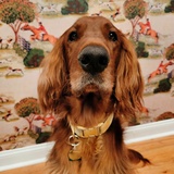 Entry image for Harvey