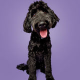 Entry image for Raya