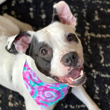 Entry image for Darwin