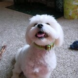 Entry image for Cruella 