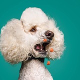 Entry image for Majesty