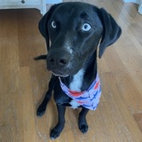 Entry image for Poppy