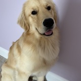 Entry image for Hank