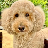 Entry image for Maggie