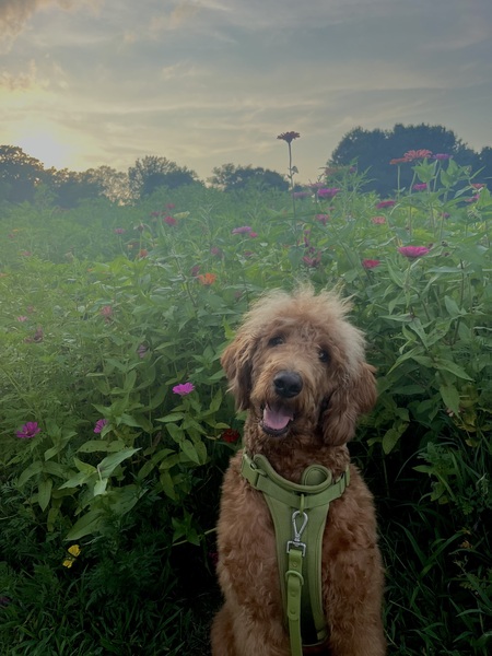 Entry image for Winston. Clicking this image will show a larger photo