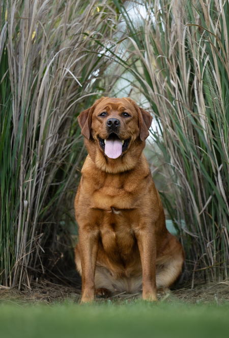 Entry image for Peaches . Clicking this image will show a larger photo