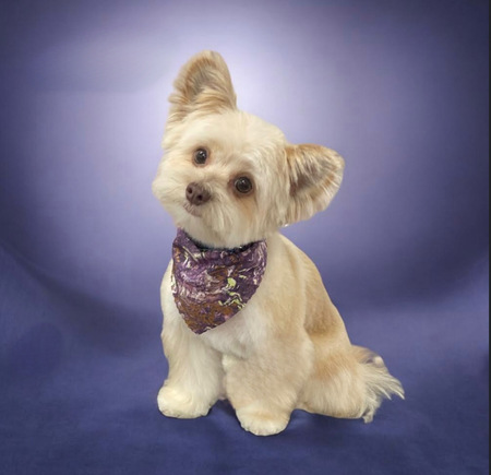 Entry image for Kovu. Clicking this image will show a larger photo