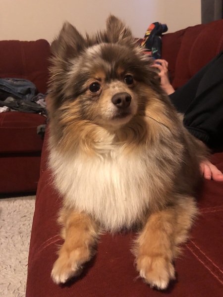 Entry image for Nugget. Clicking this image will show a larger photo