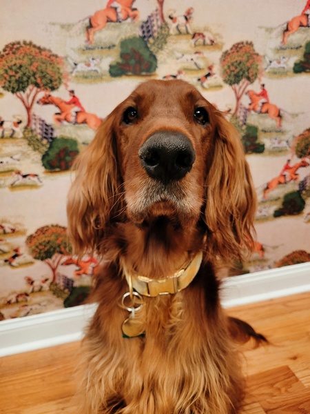 Entry image for Harvey. Clicking this image will show a larger photo