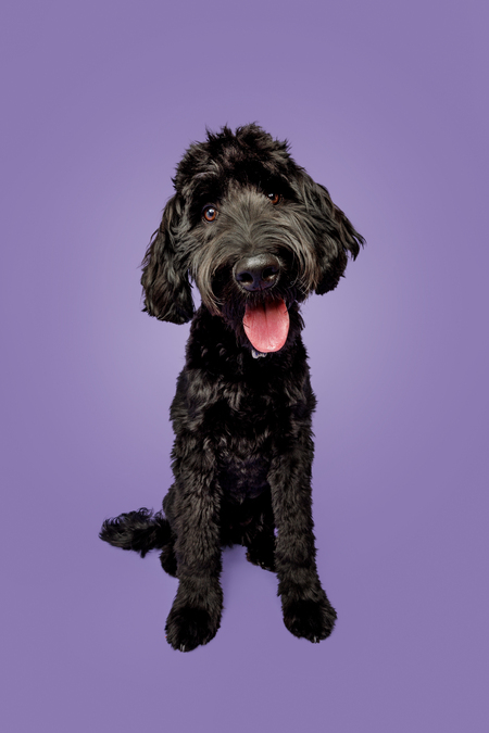 Entry image for Raya. Clicking this image will show a larger photo