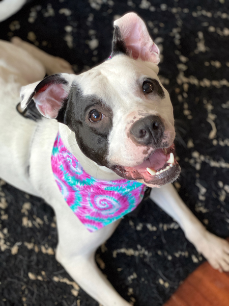 Entry image for Darwin. Clicking this image will show a larger photo