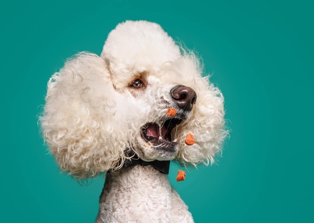 Entry image for Majesty. Clicking this image will show a larger photo