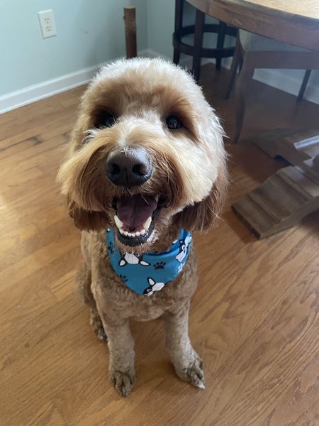 Entry image for Poe. Clicking this image will show a larger photo