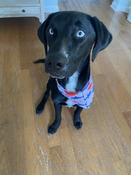 Entry image for Poppy. Clicking this image will show a larger photo