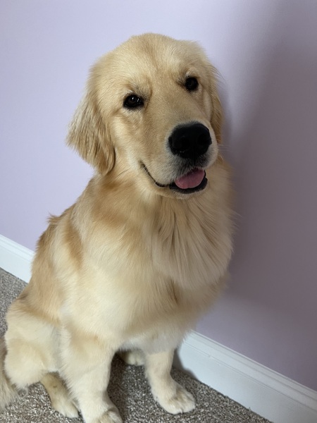 Entry image for Hank. Clicking this image will show a larger photo