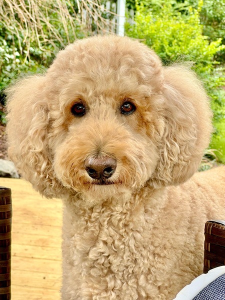 Entry image for Maggie. Clicking this image will show a larger photo