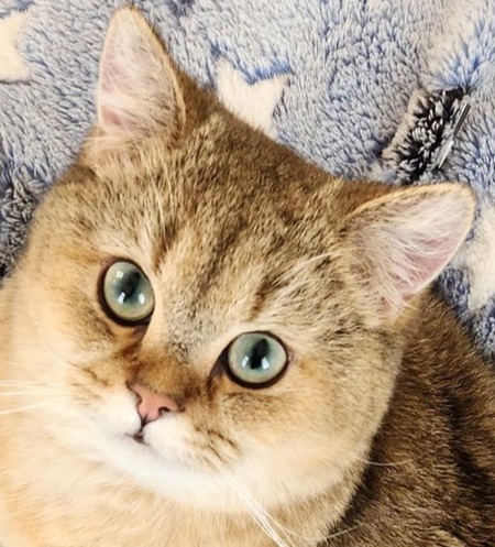Tater