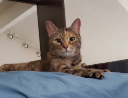 Cleo